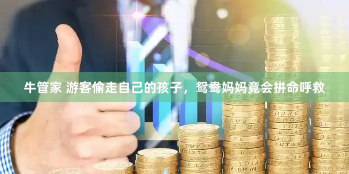 牛管家 游客偷走自己的孩子，鸳鸯妈妈竟会拼命呼救